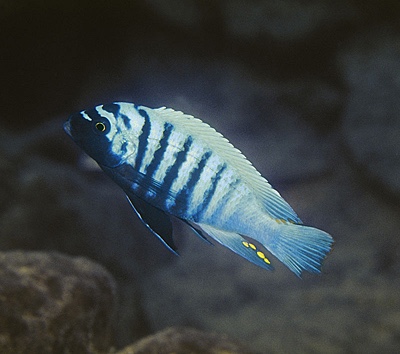 Maylandia zebra 'Thumbi West Island'